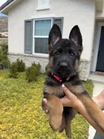 Female -Hot Pink collar , a female German Shepherd Dog for sale in Perris, CA – 2 of 3
