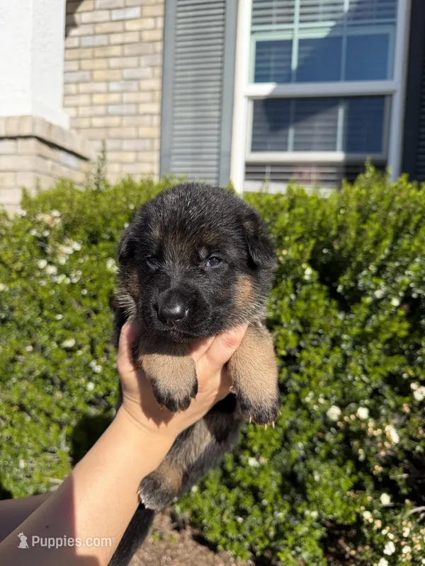 Male Light Blue Collar – German Shepherd Dog puppy for sale in Perris, CA
