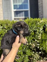 Male Light Blue Collar, a male German Shepherd Dog for sale in Perris, CA – Photo 2 of 3