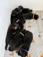 Male Light Blue Collar, a male German Shepherd Dog for sale in Perris, CA – Photo 3 of 3