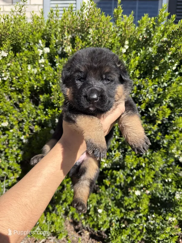 Male Red collar  – German Shepherd Dog puppy for sale in Perris, CA