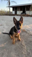 Greta, a female German Shepherd Dog for sale in Perris, CA – 1 of 3