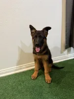 Male - Niko, a male German Shepherd Dog for sale in Perris, CA – 2 of 2