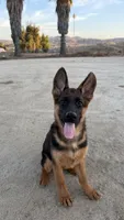 Anka , a female German Shepherd Dog for sale in Perris, CA – 2 of 5