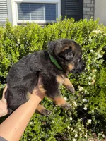 Male Green Collar , a male German Shepherd Dog for sale in Perris, CA – Photo 2 of 2