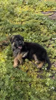 Female- teal collar , a female German Shepherd Dog for sale in Perris, CA – 3 of 3