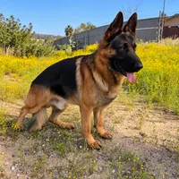 Anka , a female German Shepherd Dog for sale in Perris, CA – 5 of 8