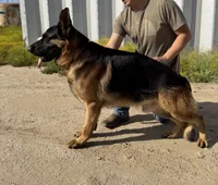 Greta, a female German Shepherd Dog for sale in Perris, CA – 4 of 5