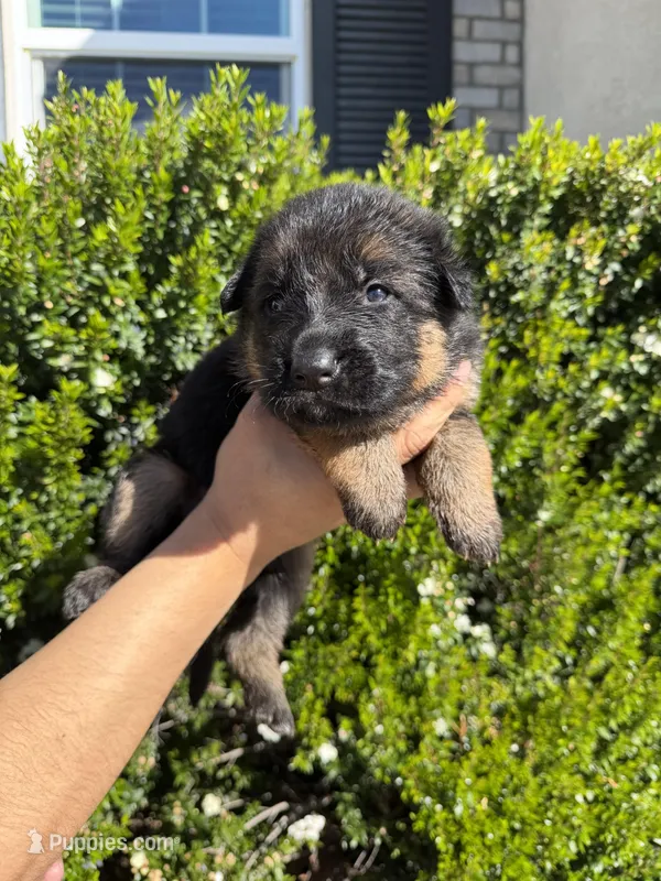 Male yellow collar  – German Shepherd Dog puppy for sale in Perris, CA