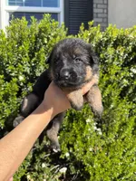 Male yellow collar , a male German Shepherd Dog for sale in Perris, CA – Photo 1 of 2