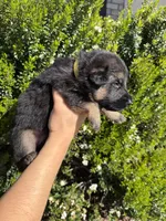Male yellow collar , a male German Shepherd Dog for sale in Perris, CA – Photo 2 of 2