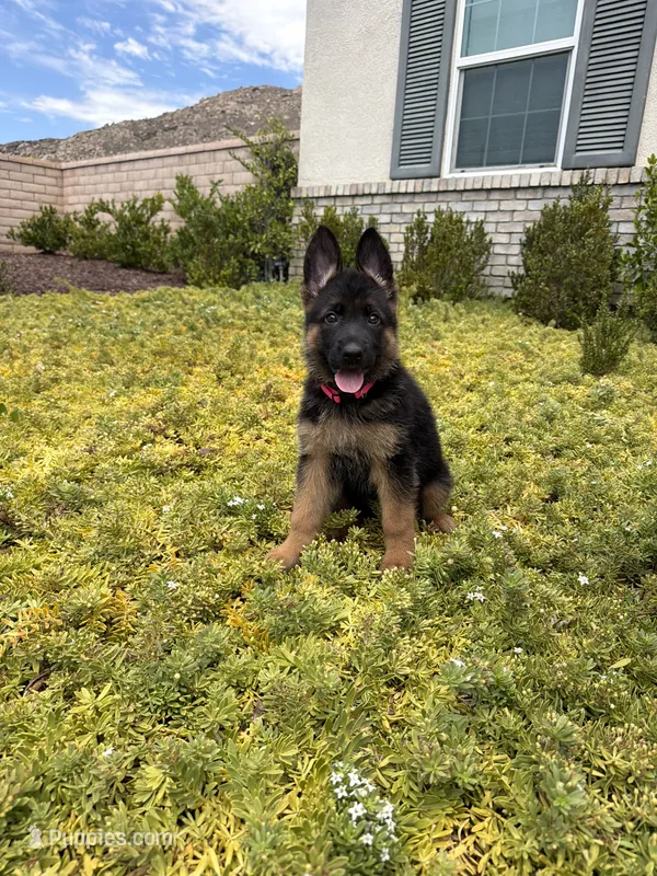 Female -Hot Pink collar  – German Shepherd Dog puppy for sale in Perris, CA
