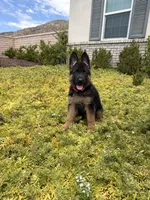 Female -Hot Pink collar , a female German Shepherd Dog for sale in Perris, CA – 1 of 3