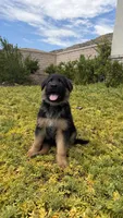 Female- Light purple collar , a female German Shepherd Dog for sale in Perris, CA – 2 of 2