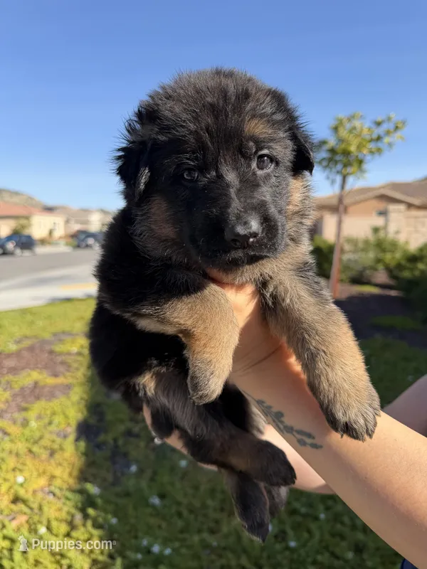 Female purple collar  – German Shepherd Dog puppy for sale in Perris, CA