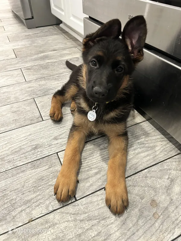 Female yellow collar  – German Shepherd Dog puppy on hold in Perris, CA