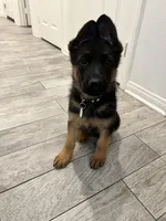 Female yellow collar , a female German Shepherd Dog for sale in Perris, CA – Photo 2 of 3