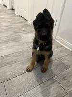 Female yellow collar , a female German Shepherd Dog for sale in Perris, CA – Photo 3 of 3