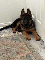 Odin, a male German Shepherd Dog for sale in Perris, CA – 3 of 4