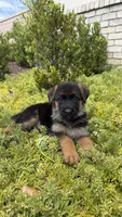 Female-Light Pink collar, a female German Shepherd Dog for sale in Perris, CA – 2 of 2