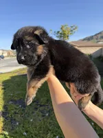 Female Purple Collar, a female German Shepherd Dog for sale in Perris, CA – Photo 4 of 4
