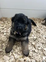 Female Purple Collar, a female German Shepherd Dog for sale in Perris, CA – Photo 1 of 4