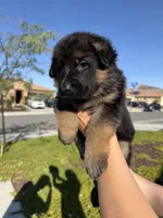 Female Purple Collar, a female German Shepherd Dog for sale in Perris, CA – Photo 3 of 4