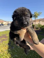 Female Purple Collar, a female German Shepherd Dog for sale in Perris, CA – Photo 2 of 4