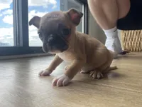 Winston, a male French Bulldog and Pug for sale in Nashville, TN – Photo 5 of 5