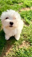 Rocky , a male Maltese for sale in Hermitage, PA – 2 of 2