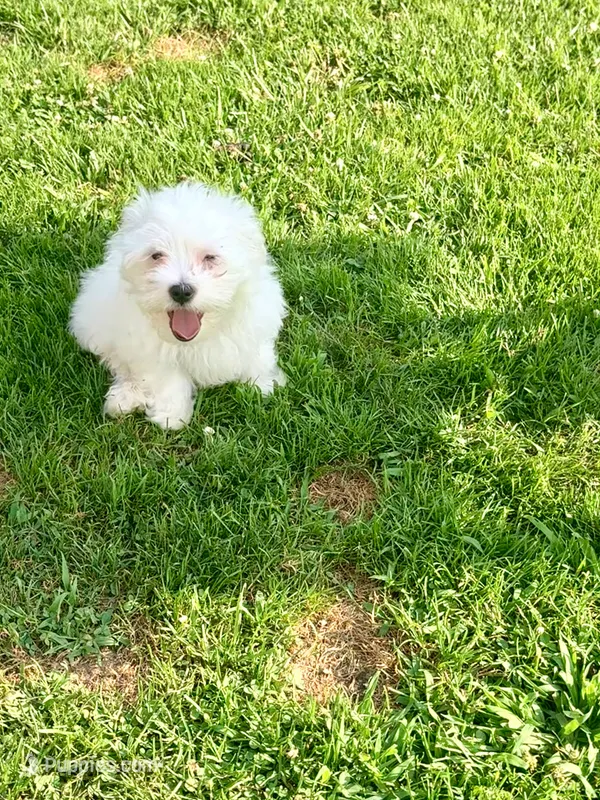 Spike  – Maltese puppy for sale in Hermitage, PA