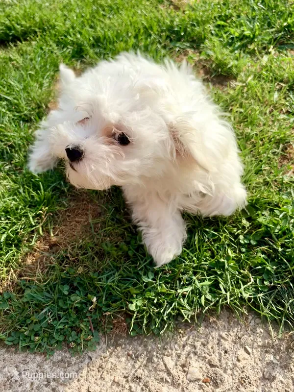 Rocky  – Maltese puppy for sale in Hermitage, PA