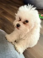 Tash , a male Bichon Frise for sale in Strongsville, OH – 6 of 6
