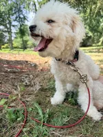 Tash , a male Bichon Frise for sale in Strongsville, OH – 2 of 6