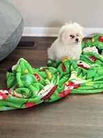 Tash , a male Bichon Frise for sale in Strongsville, OH – 5 of 6