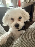 Tash , a male Bichon Frise for sale in Strongsville, OH – 3 of 6