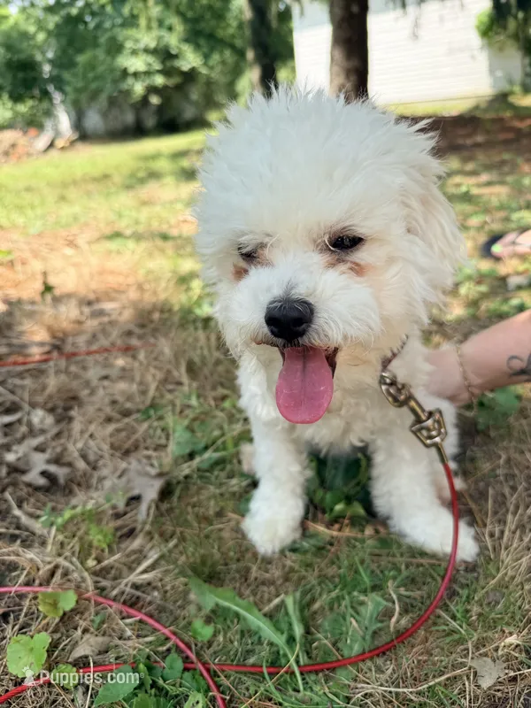 Tash  – Bichon Frise puppy for sale in Strongsville, OH