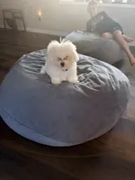 Tash , a male Bichon Frise for sale in Strongsville, OH – 4 of 6