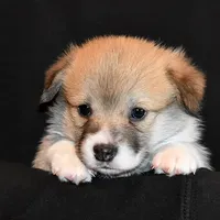 Ruby, a female Pembroke Welsh Corgi for sale in Salem, OR – Photo 4 of 7