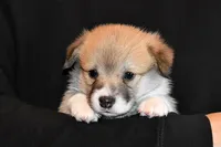 Ruby, a female Pembroke Welsh Corgi for sale in Salem, OR – Photo 4 of 7