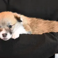 Ruby, a female Pembroke Welsh Corgi for sale in Salem, OR – Photo 5 of 7