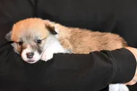 Ruby, a female Pembroke Welsh Corgi for sale in Salem, OR – Photo 5 of 7