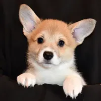 Ruby, a female Pembroke Welsh Corgi for sale in Salem, OR – Photo 2 of 7