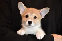 Ruby, a female Pembroke Welsh Corgi for sale in Salem, OR – Photo 2 of 7