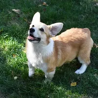 Ruby, a female Pembroke Welsh Corgi for sale in Salem, OR – Photo 1 of 7