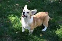 Ruby, a female Pembroke Welsh Corgi for sale in Salem, OR – Photo 1 of 7