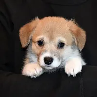 Ruby, a female Pembroke Welsh Corgi for sale in Salem, OR – Photo 3 of 7