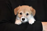 Ruby, a female Pembroke Welsh Corgi for sale in Salem, OR – Photo 3 of 7