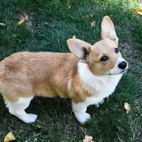 Tawny, a female Pembroke Welsh Corgi for sale in Salem, OR – Photo 1 of 7