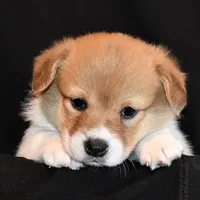 Tawny, a female Pembroke Welsh Corgi for sale in Salem, OR – Photo 4 of 7